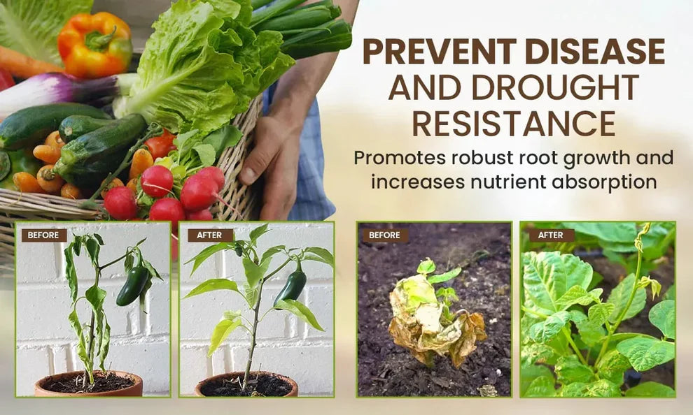 🌱 Soil Activator – The Natural Boost Your Plants Deserve
