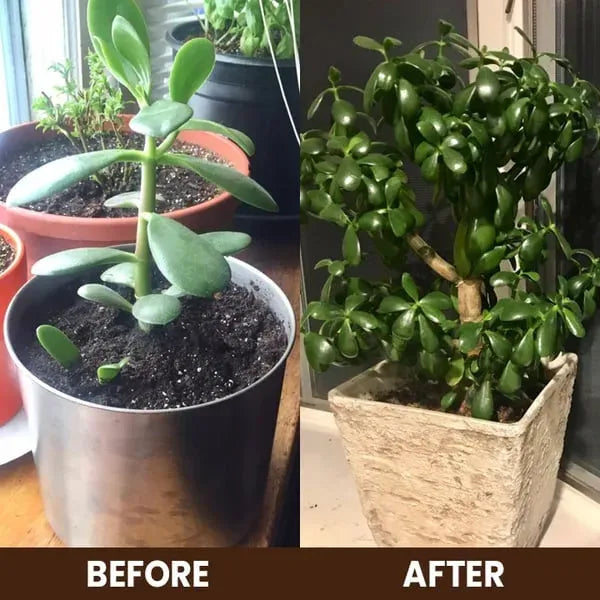 🌱 Soil Activator – The Natural Boost Your Plants Deserve